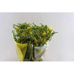Fr Du Ballade Yellow