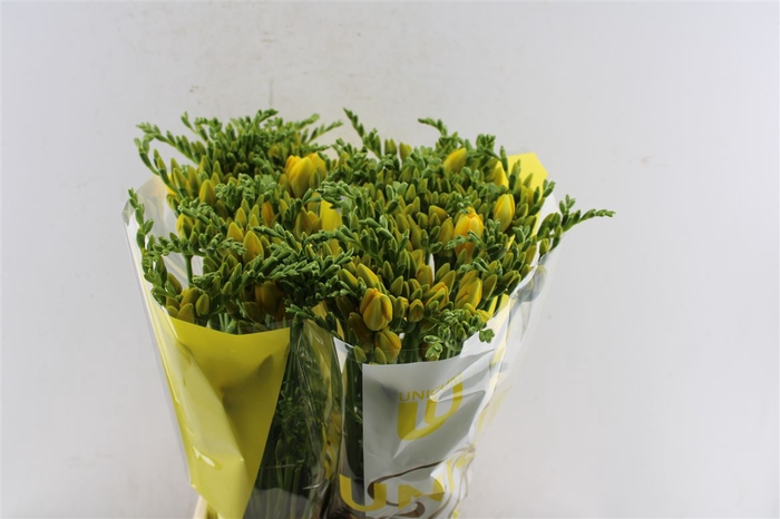 <h4>Fr Du Ballade Yellow</h4>