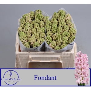 HYAC FONDANT