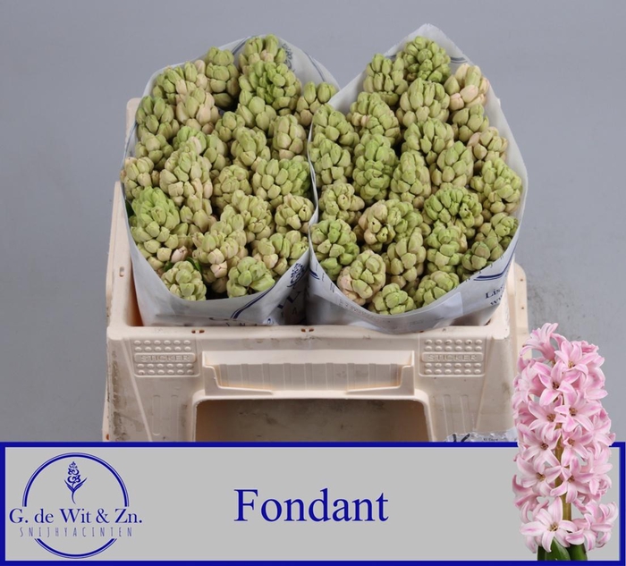 <h4>HYAC FONDANT</h4>