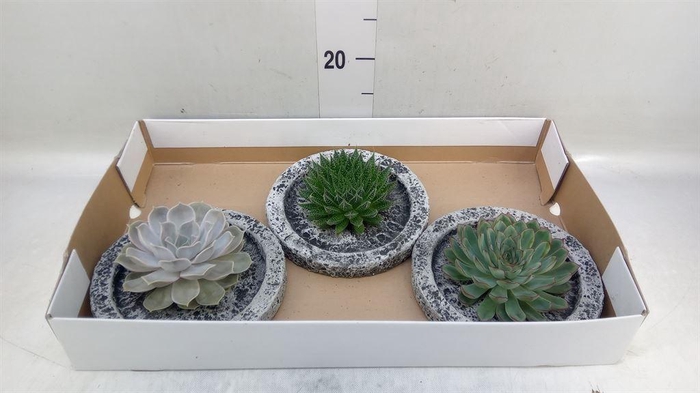 <h4>Arr.  Succulents L%</h4>