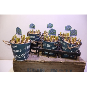 arr8 Arr Muscari In Zinken Pot