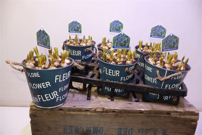 <h4>arr8 Arr Muscari In Zinken Pot</h4>