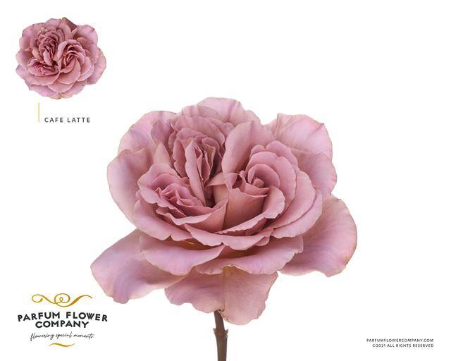 Rosa garden cafe latte