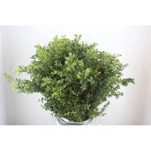 Buxus Green P Bunch