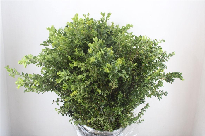 <h4>Buxus Green P Bunch</h4>