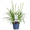 Agapa Amourette Superb Blauw