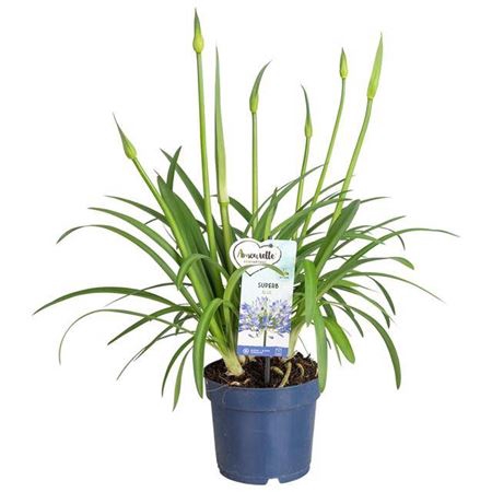 Agapa Amourette Superb Blauw