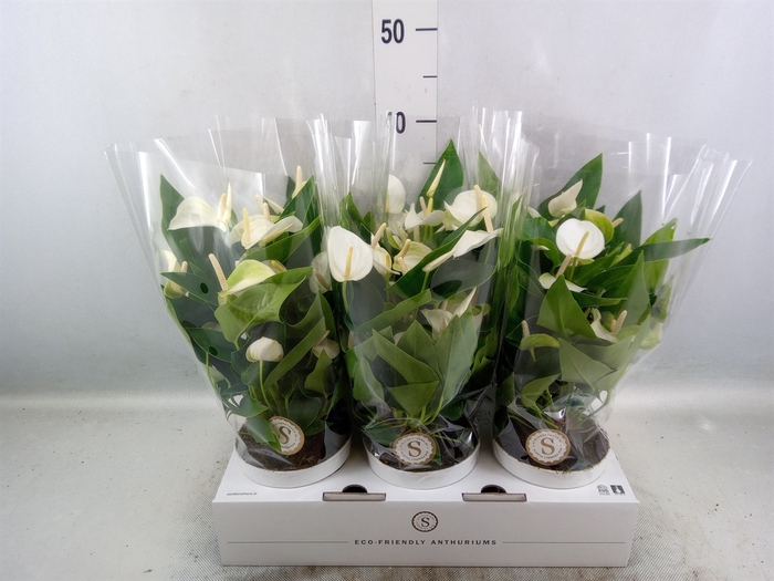 Anthurium andr. 'White Champion'