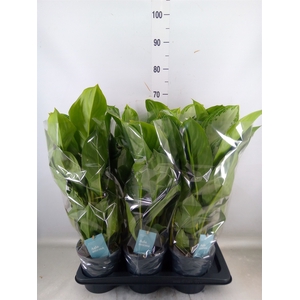 Aglaonema  'Silver Bay'