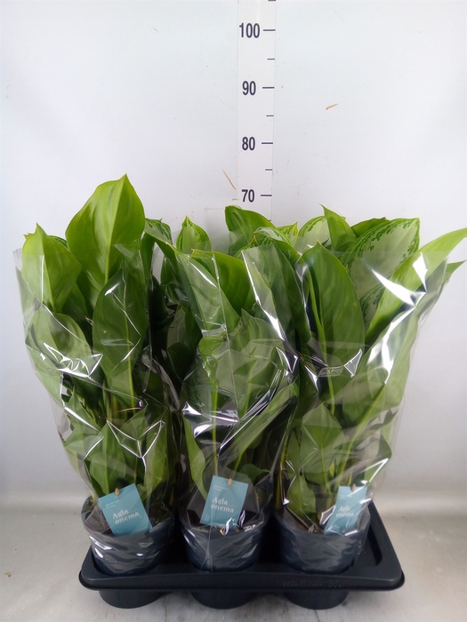 <h4>Aglaonema  'Silver Bay'</h4>