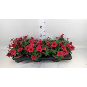Petunia  'Famous Red'