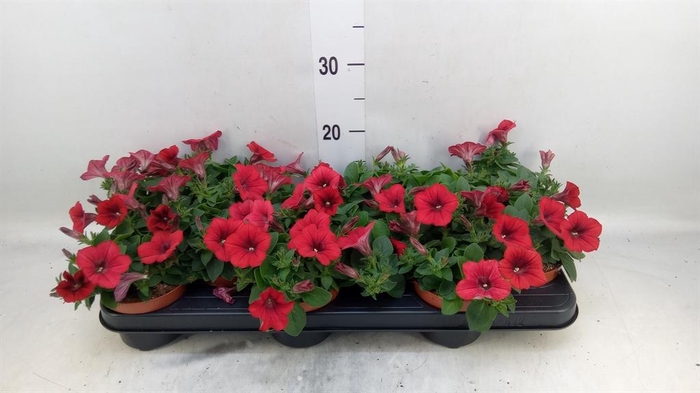 <h4>Petunia  'Famous Red'</h4>