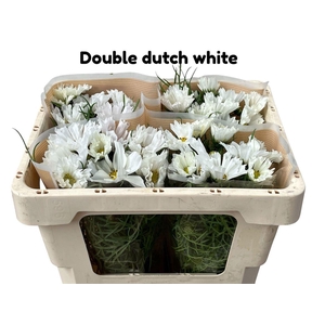 Cosmos Bipinnatus Dutch White