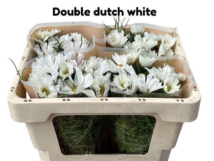 <h4>Cosmos Bipinnatus Dutch White</h4>