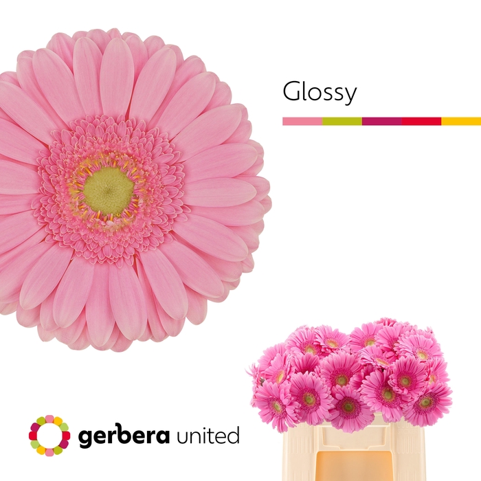 <h4>Ge Gr Glossy</h4>