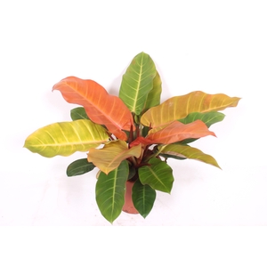 Philodendron Prince of Orange