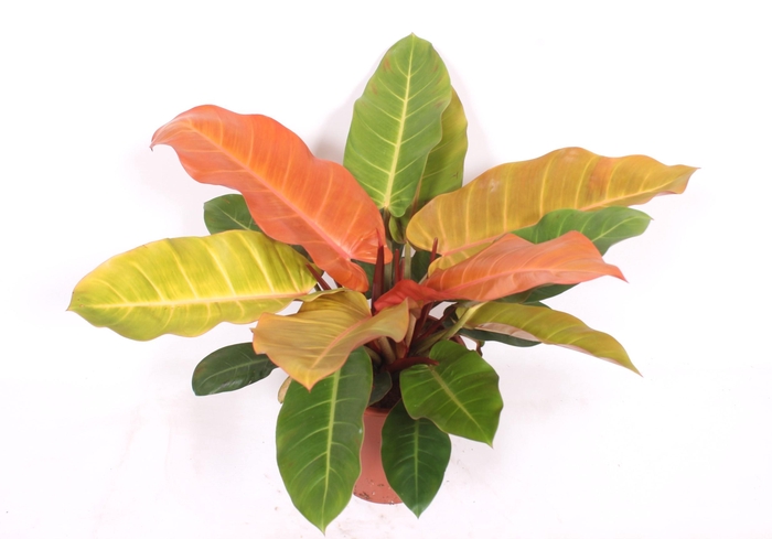 <h4>Philodendron Prince of Orange</h4>