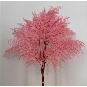 Dr Felce Di Bosco Bl Pink Rosa