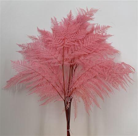 <h4>Dr Felce Di Bosco Bl Pink Rosa</h4>