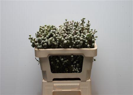 <h4>Kaaps Brunia Spray</h4>