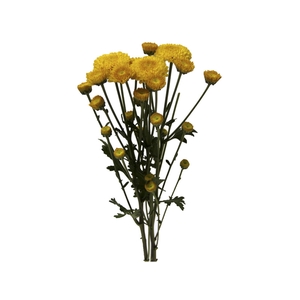 SANT ZINTA 070 CM