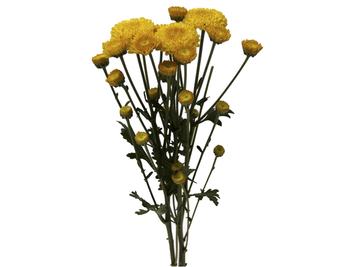 <h4>SANT ZINTA 070 CM</h4>