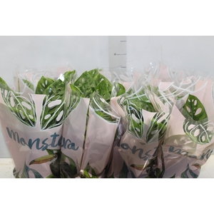 MONSTERA OBLIQUA ADANSONII P15