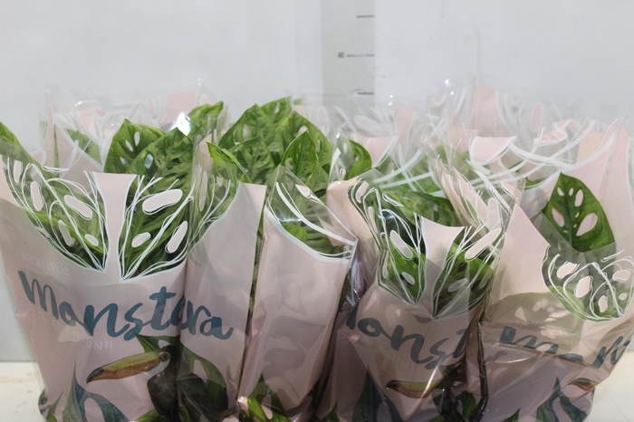 <h4>MONSTERA OBLIQUA ADANSONII P15</h4>