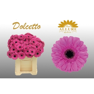 Gerbera mini 'Dolcetto' fust 555