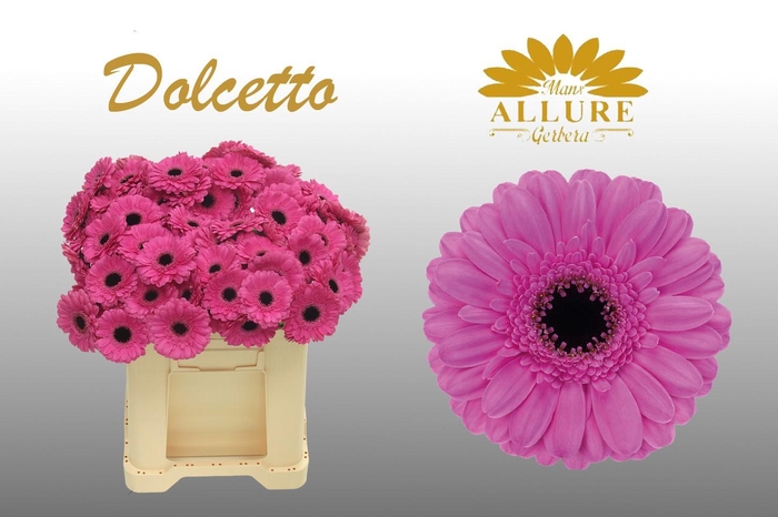 <h4>Gerbera mini 'Dolcetto' fust 555</h4>