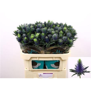 ERYN SUPERNOVA QSTAR