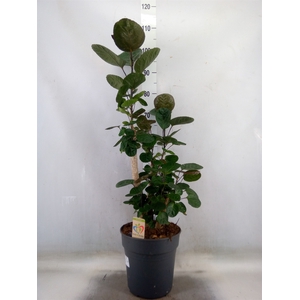 Polyscias scutellaria 'Fabian'