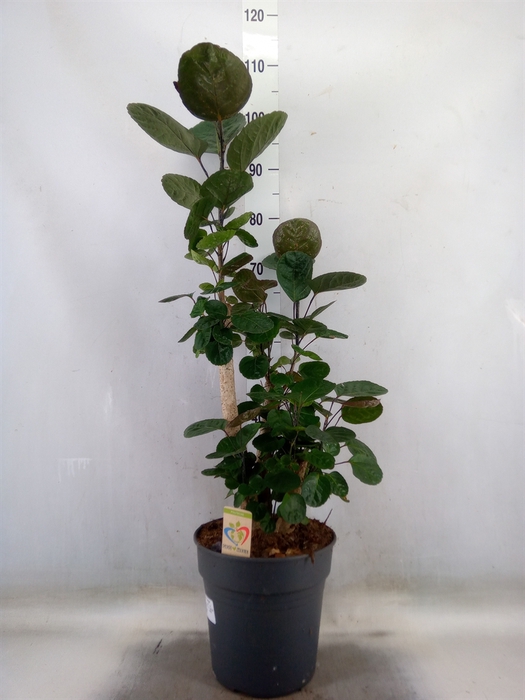 <h4>Polyscias scutellaria 'Fabian'</h4>