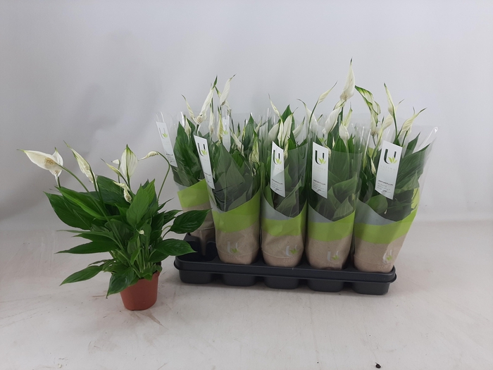 <h4>SPATH TORELLI</h4>