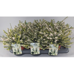 Erica Darleyensis 'White Perfection' C2 Tray