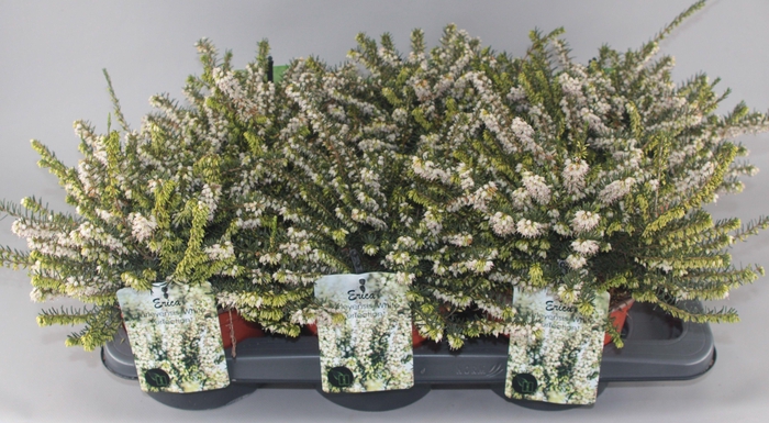 <h4>Erica Darleyensis 'White Perfection' C2 Tray</h4>