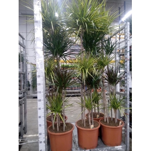 Dracaena   ...mix