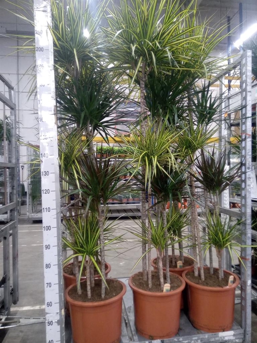 <h4>Dracaena   ...mix</h4>