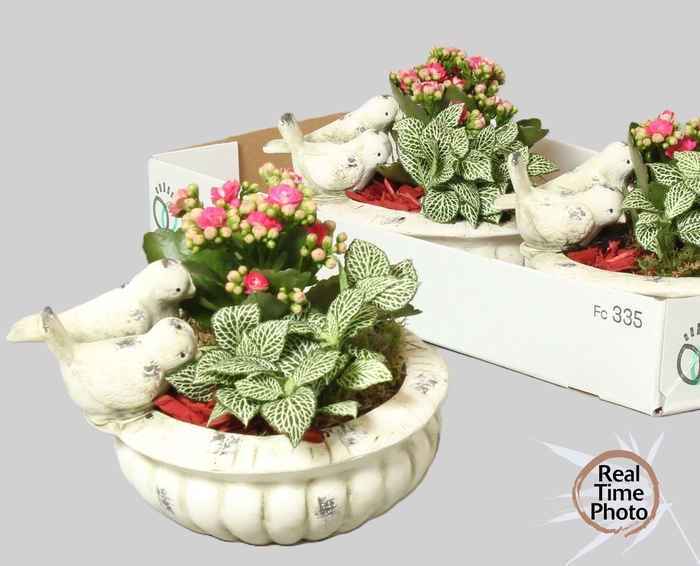 <h4>ARR KAMERPL</h4>