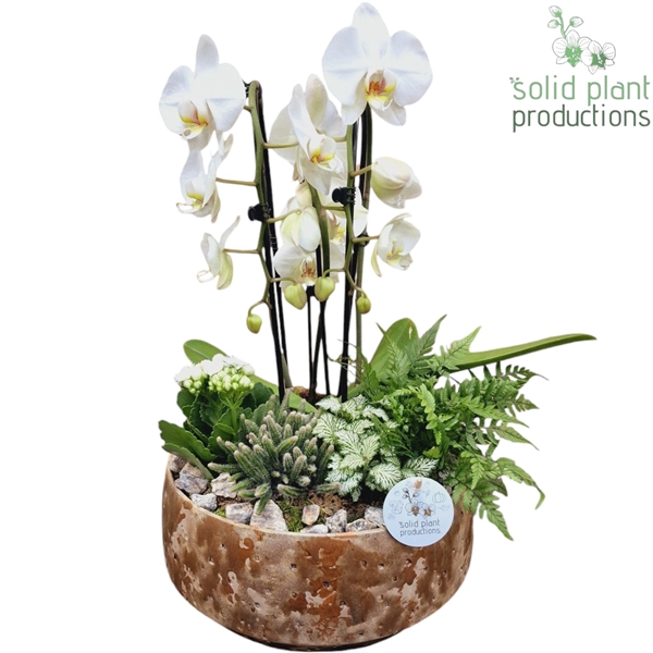 PH104 Sophia Beige Cascade