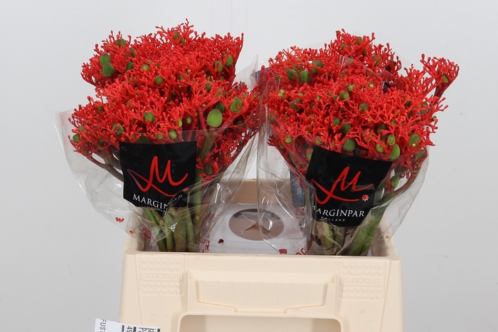 Jatropha P Firecrack