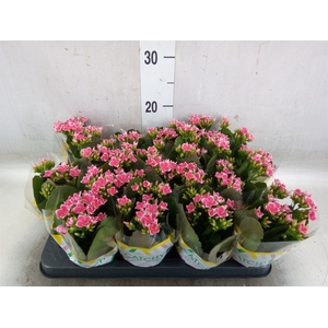 Kalanchoe blos. 'Gloss Bicolor'