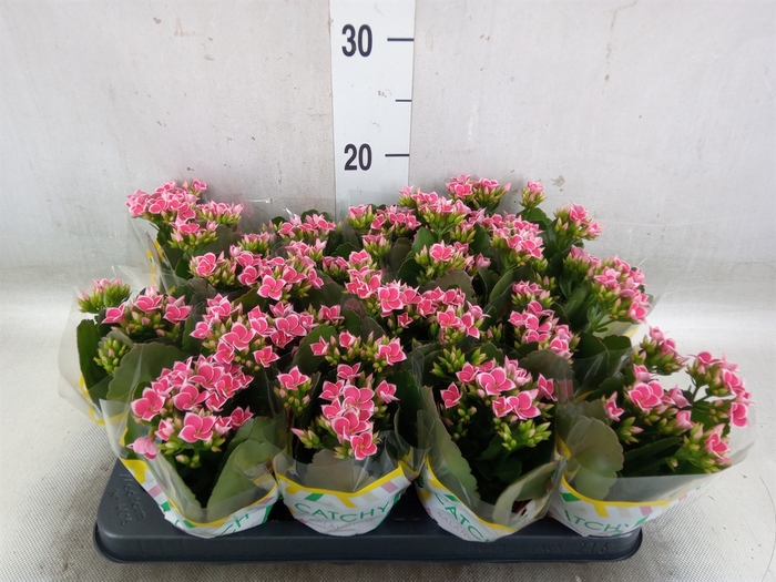 <h4>Kalanchoe blos. 'Gloss Bicolor'</h4>