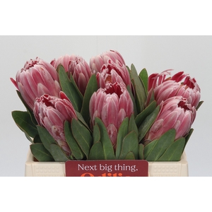 Protea Carnival