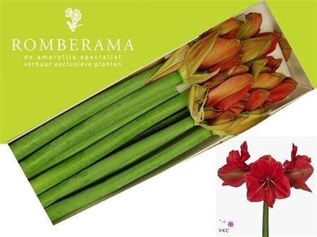 <h4>Hipp Ga Hercules X15</h4>