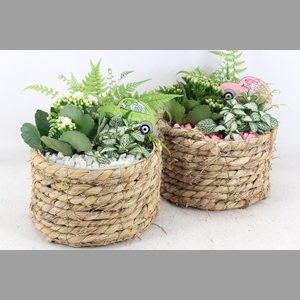 arr2 PL - Mand rond naturel x5 - roze/wit