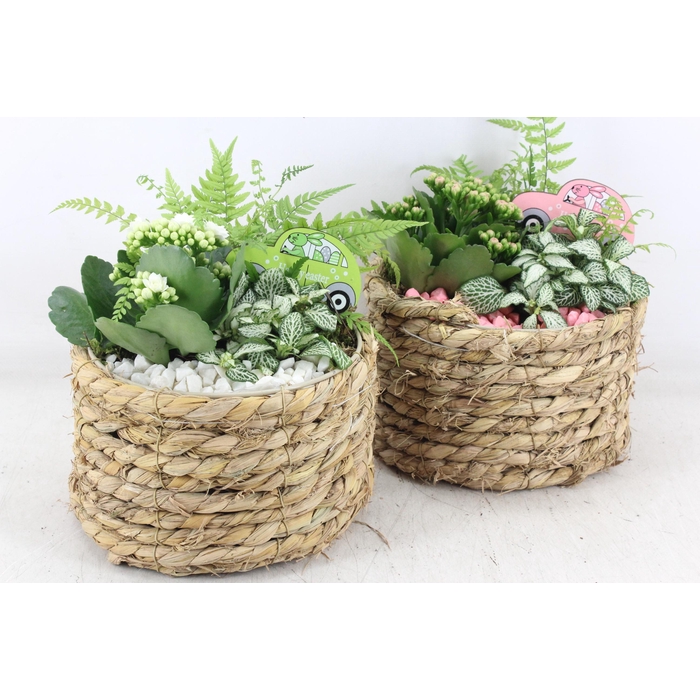 <h4>Arr2 Pl - Mand Rond Naturel X5 - Roze/wit</h4>