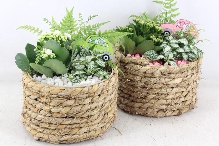 <h4>arr2 PL - Mand rond naturel x5 - roze/wit</h4>