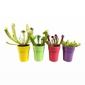 <h4>VLEESETENDE PLANTEN</h4>